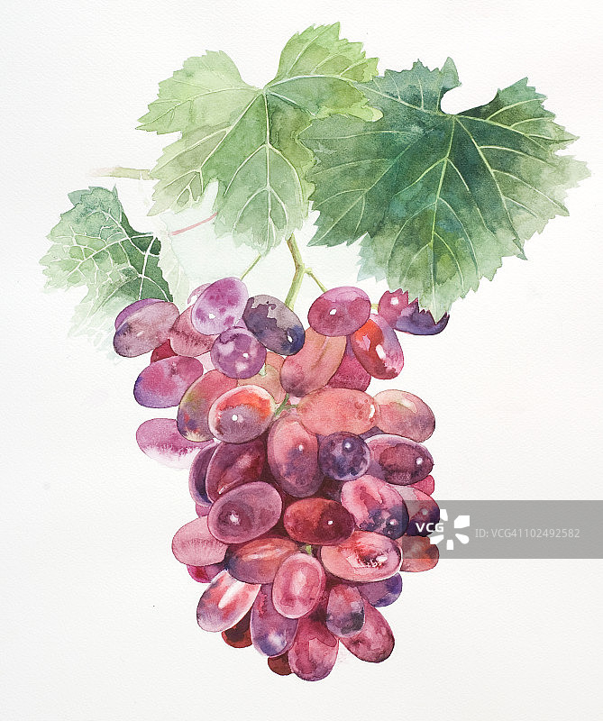 一幅画着一串葡萄的水彩画图片素材