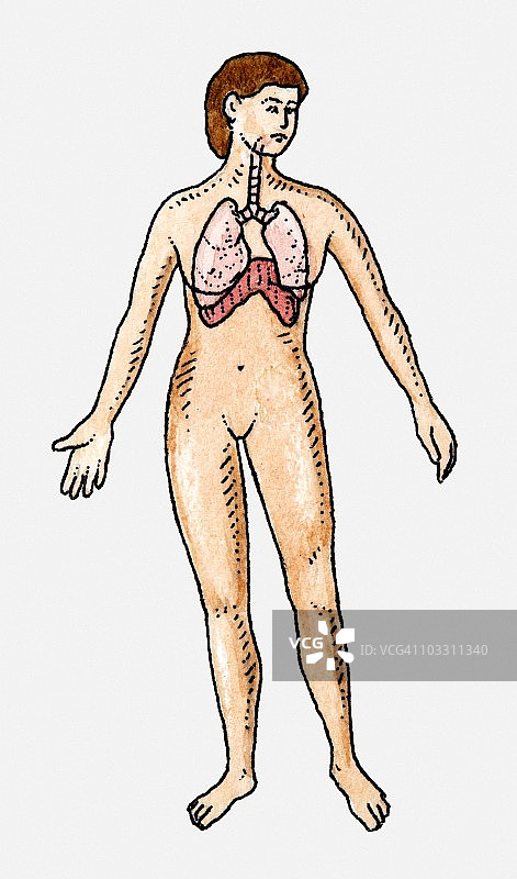 暴露于呼吸系统解剖的妇女插图图片素材