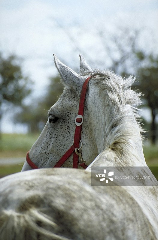 马的肖像-灰色的母马图片素材