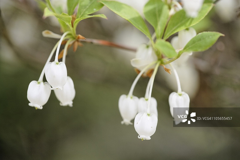 精美的白花，大阪，日本图片素材