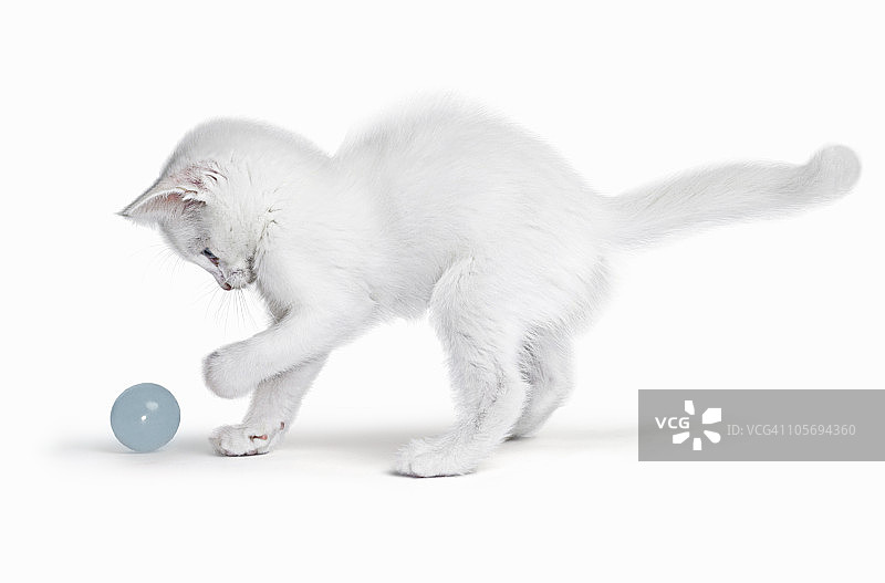 小白猫在玩球图片素材
