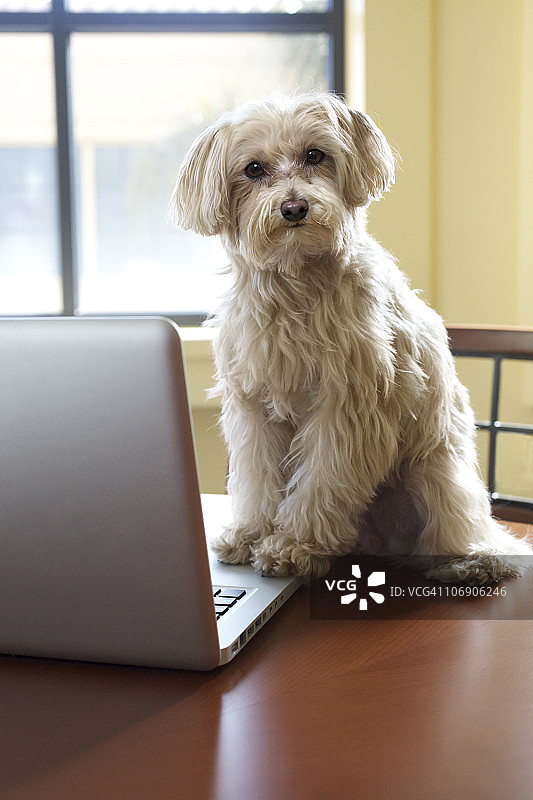 马耳他贵宾犬使用笔记本电脑图片素材
