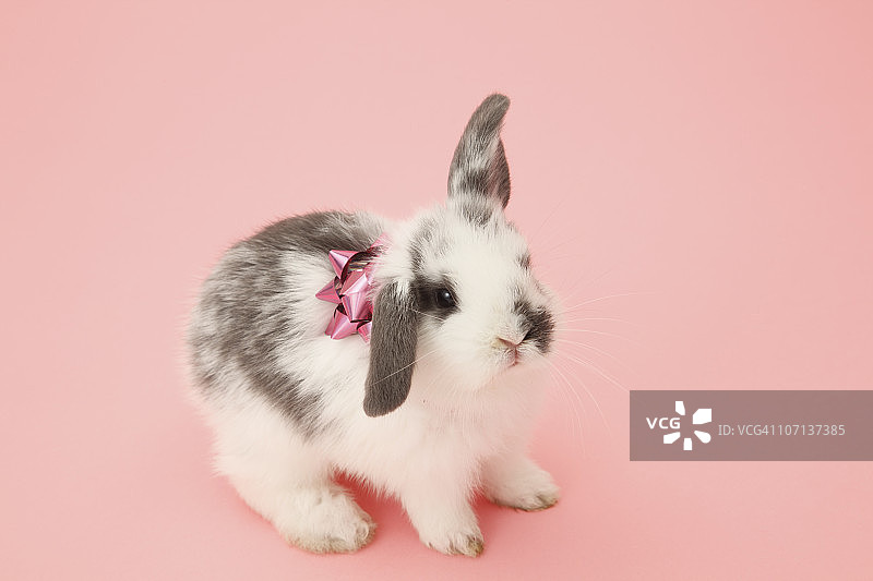 粉色背景上的兔子图片素材