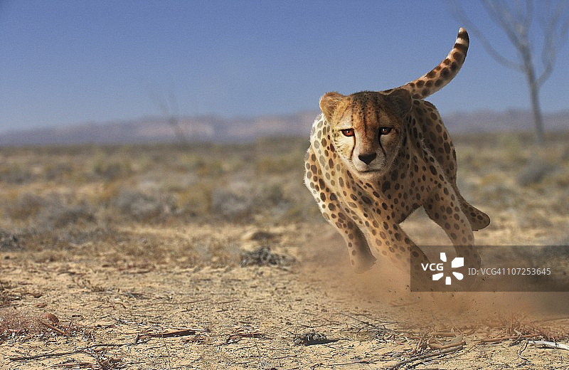 猎豹跑,艺术品图片素材