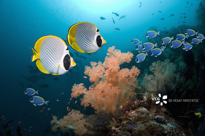 热带珊瑚礁鱼。图片素材