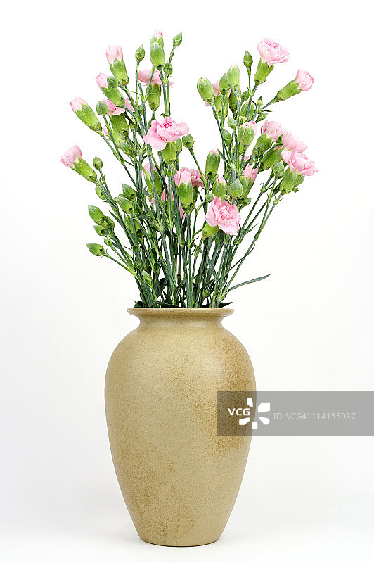 粉红康乃馨花瓶图片素材