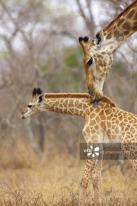 南非普马兰加省克鲁格国家公园，一只长颈鹿舔着小长颈鹿的侧面图片素材