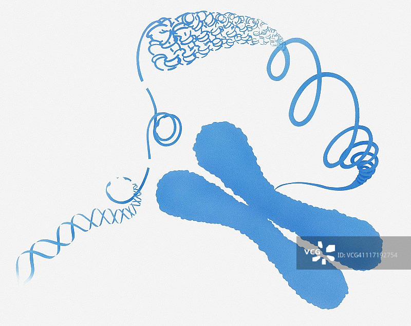 染色体结构示意图图片素材