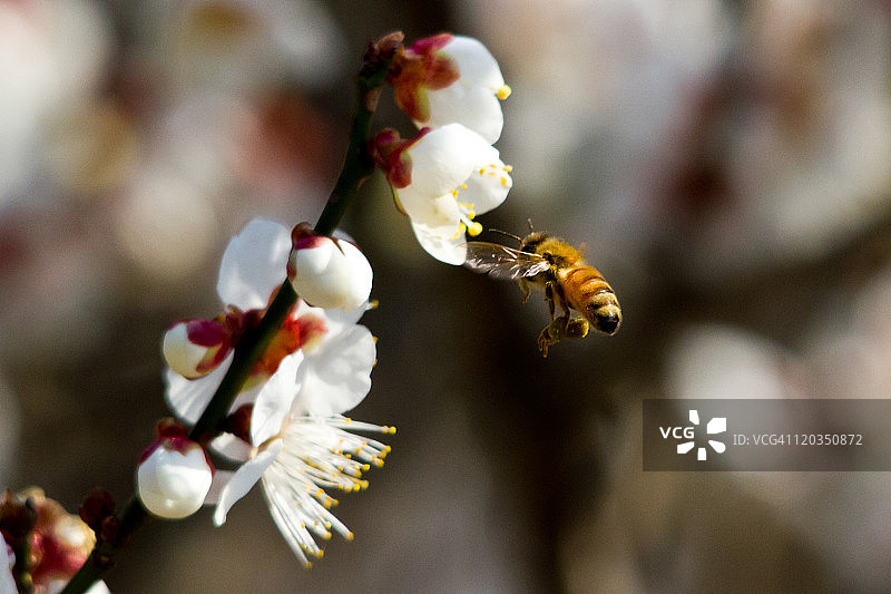 蜜蜂飞图片素材