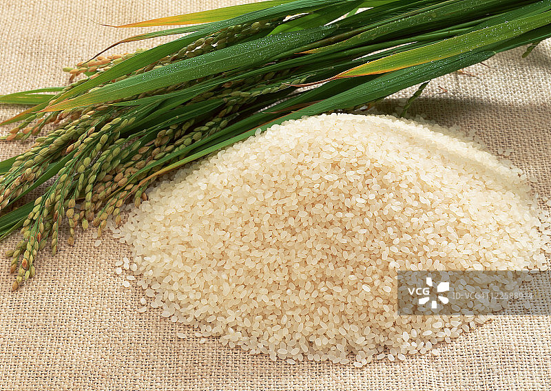 水稻和水稻植物图片素材
