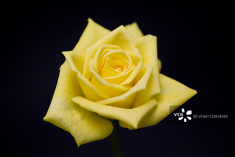 黄玫瑰图片素材