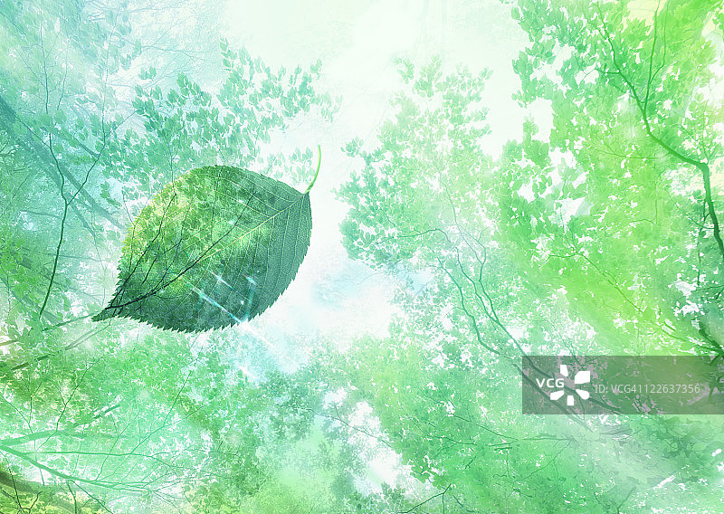 森林覆盖着新鲜的绿叶图片素材