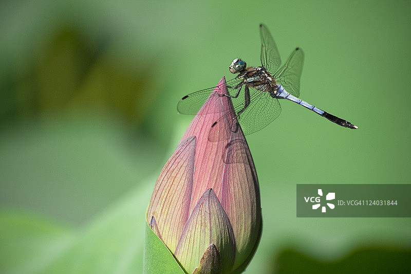 蜻蜓和荷花的蓓蕾图片素材