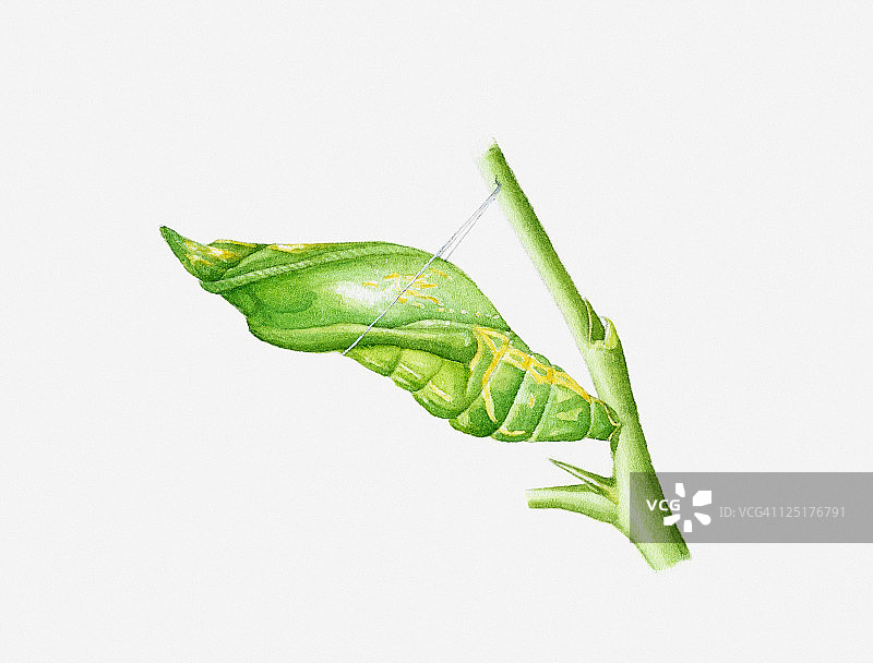 柑桔凤蝶(Papilio demodocus)的茧茎图片素材