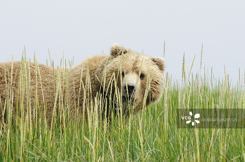 一只棕色的灰熊(ursus arctos horribilis)躲在高草丛中图片素材