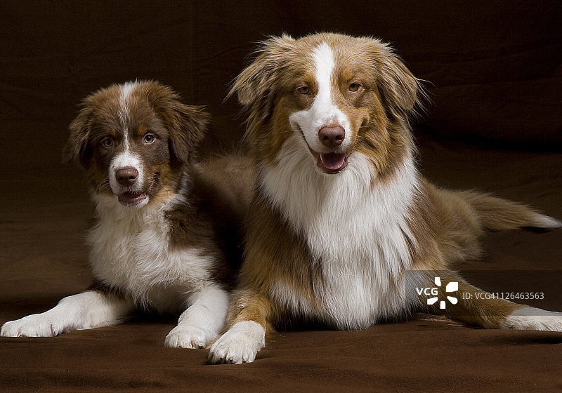 特写的两只狗躺在地板上它的小狗图片素材