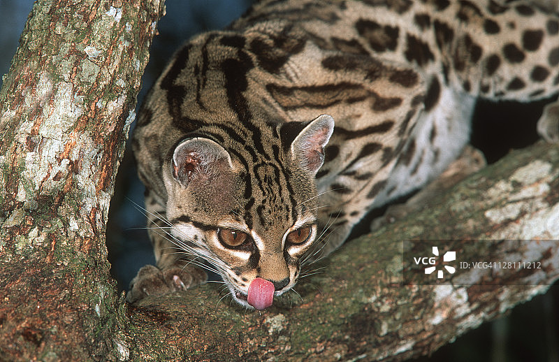 玛姬猫，豹子，舔嘴唇。濒临灭绝，原产于中美洲和南美洲图片素材