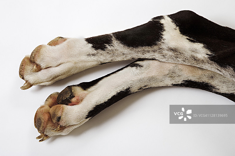 丑角大丹犬。后腿的特写。所有者是丽莎·芬顿。南非。图片素材