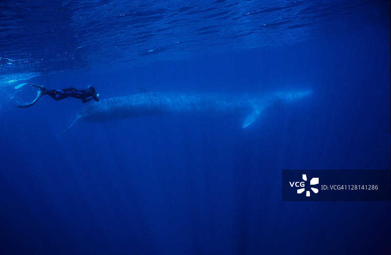 葡萄牙亚速尔群岛，长须鲸(balaenoptera physalus)和潜水员图片素材