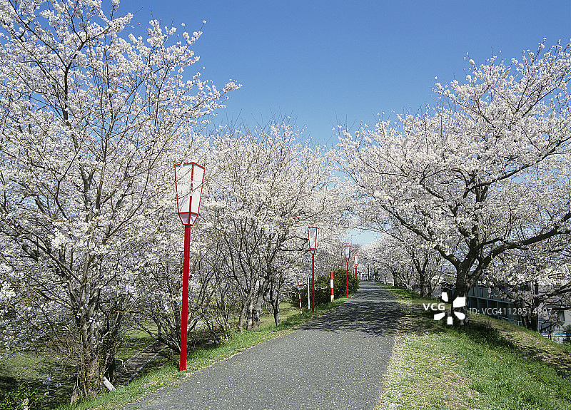 日本伊势市宫川堤海公园的樱花图片素材