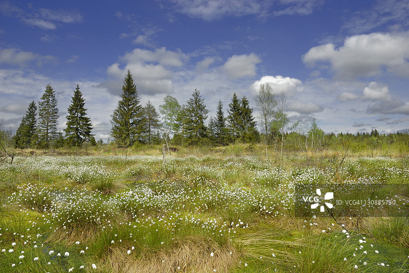 欧洲，德国巴伐利亚州，尼克尔海姆，高沼地的开花棉草图片素材