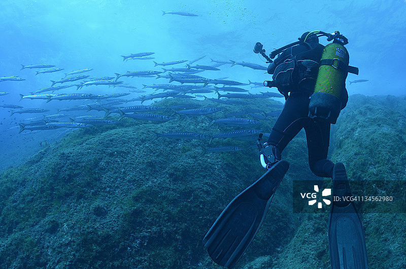 潜水员接近一群梭鱼图片素材