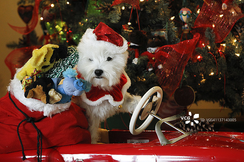 西部高地白色小猎犬作为圣诞老人图片素材