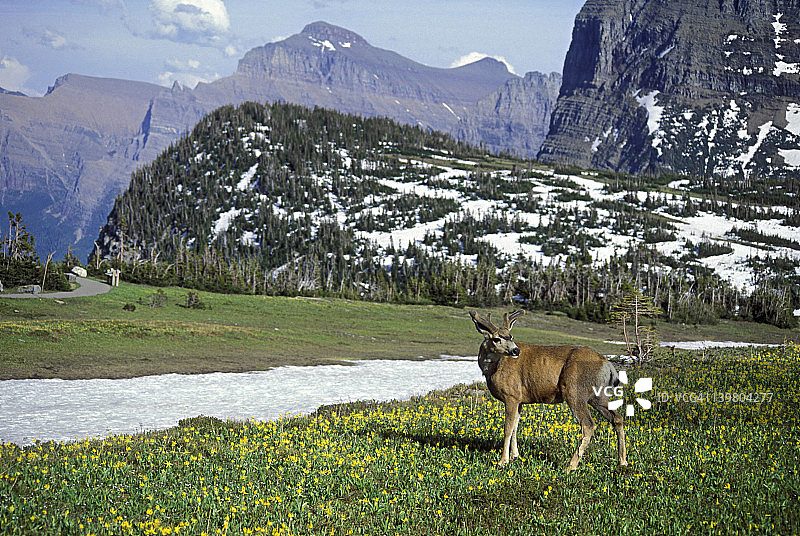 冰川NP。洛根通过。雄性黑尾鹿，长在有冰川百合花的草地上图片素材