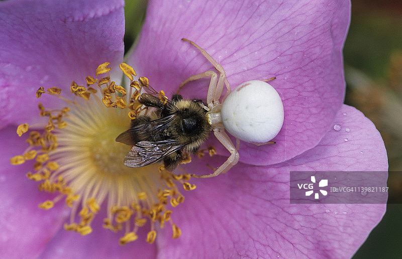 雌性红斑蟹蛛&在花上捕获大黄蜂。密歇根图片素材