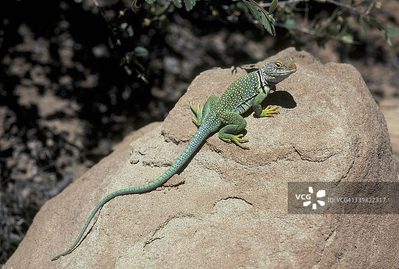 常见的领蜥蜴。CROTAPHYTUS COLLARIS。岩石居住。男性。以蜥蜴、蛇和昆虫为食。亚利桑那州图片素材