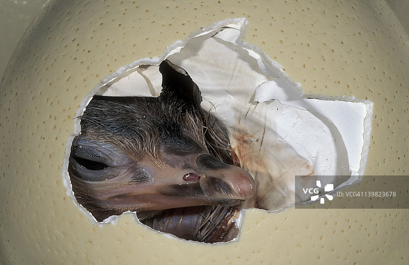 鸵鸟孵蛋。STRUTHIO CAMELUS。非洲。图片素材