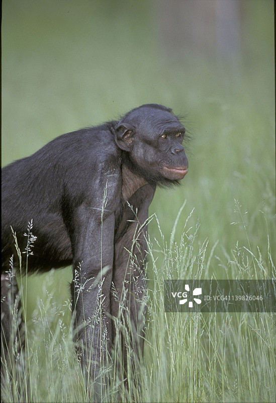 倭黑猩猩的黑猩猩。男性。-一。濒危物种。-四足指关节行走。——热带射频。扎伊尔/刚果图片素材