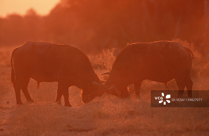 撒哈拉以南的非洲，两只开普敦水牛正在斗牛。图片素材