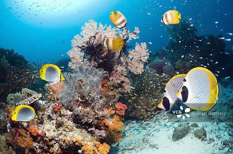 珊瑚礁风光图片素材