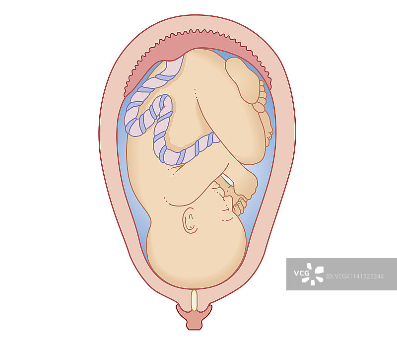 产程第一阶段胎儿体位的横截面生物医学图解图片素材