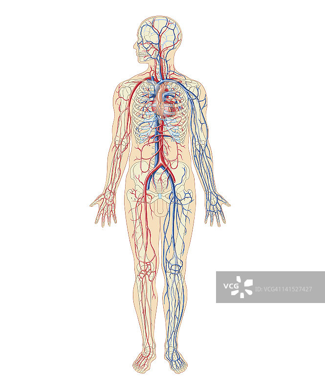 成年男性心血管系统和人类神经系统的横截面生物医学图解图片素材