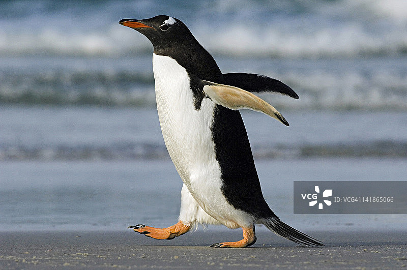 巴布亚企鹅(pygoselis巴布亚)行走。福克兰群岛图片素材