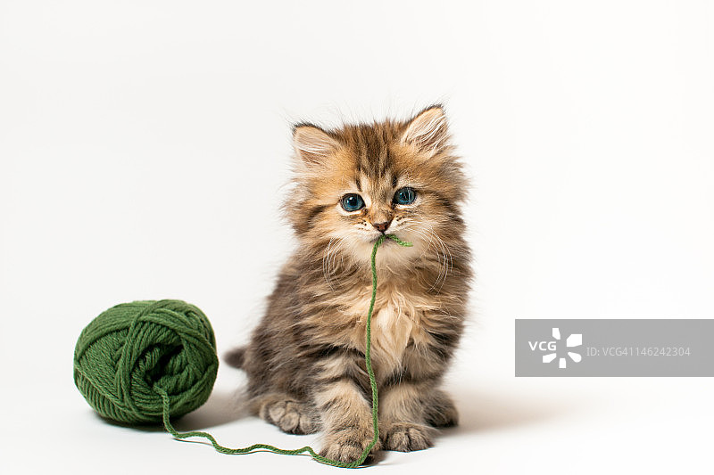 棕色蓝眼睛的小猫，嘴里叼着绿色的羊毛图片素材