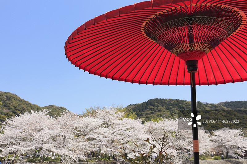 日本纸伞在樱花树前图片素材