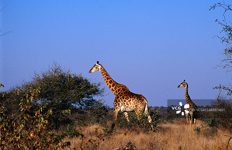 平原上的长颈鹿(长颈鹿)图片素材