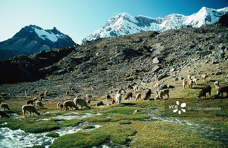 一群羊驼(喇嘛帕科斯)在草地上吃草，似乎没有意识到他们身后的雪山:这是在维尔卡诺塔徒步旅行-普诺上看到的一幕图片素材