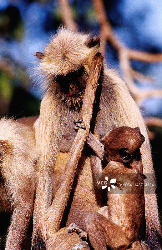 小狐猴(猴子)玩motherÃ的尾巴。图片素材