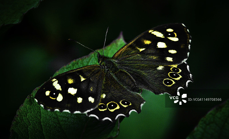 斑点木蝴蝶图片素材