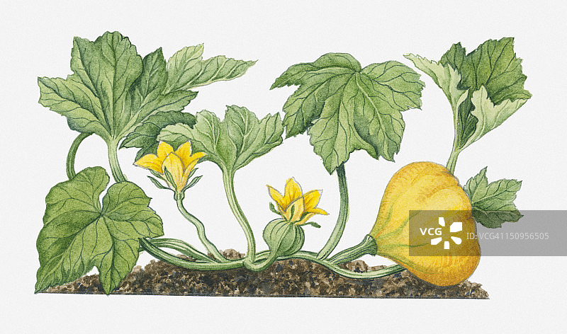 图中所示的南瓜，开黄色的花，长出果实，粗大的茎上长着绿色的大叶子图片素材