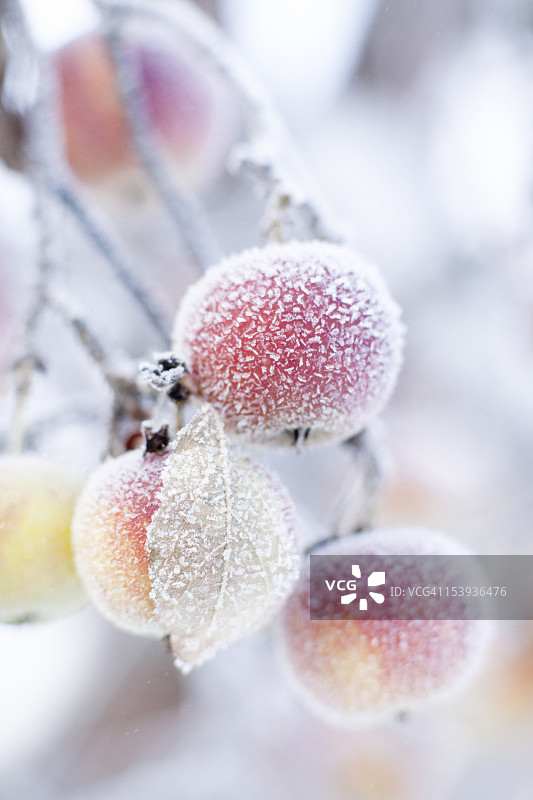 树枝上结了霜的苹果图片素材