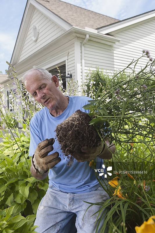 一位老人正在准备黄花菜的根部，准备种植在他的花园里图片素材