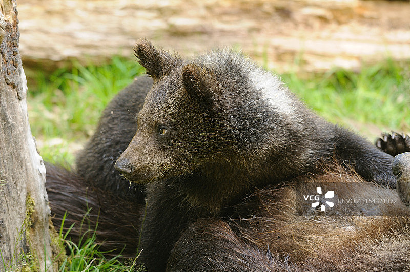 小棕熊和妈妈躺在一起图片素材