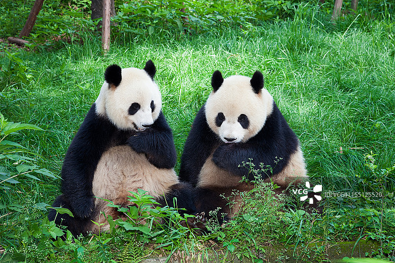 两只大熊猫在一起玩-成都，四川省，中国图片素材