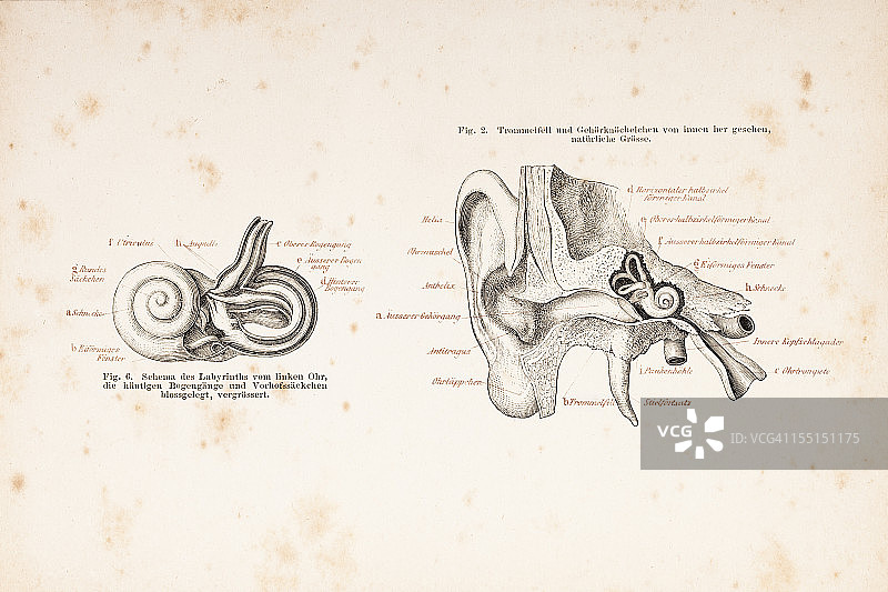 从1878年开始雕刻人耳横截面图片素材