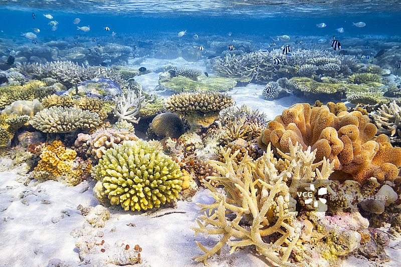 珊瑚礁的花园图片素材
